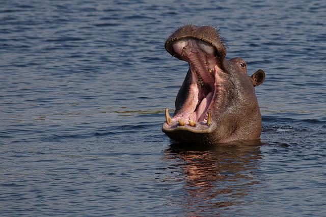 178 Okavango Delta, nijlpaard.jpg